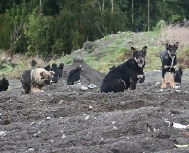 Caso abuso animal
