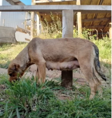 caso maltrato animal